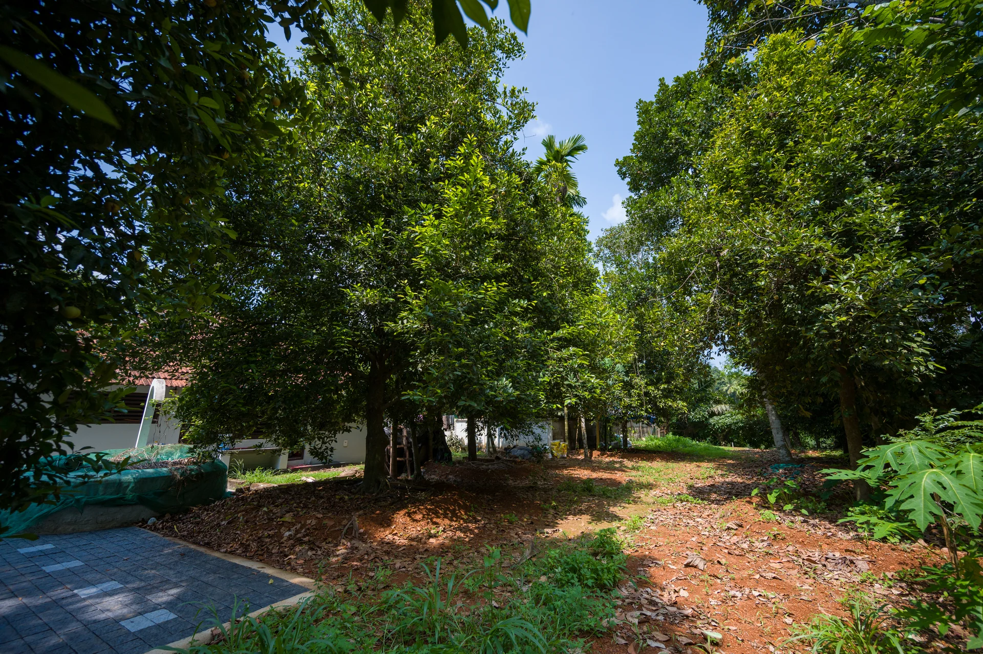 Traditional Kerala cultural performance at My3 Heritage Homestay